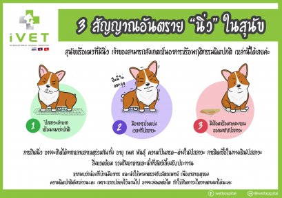 3 สัญญาณอันตราย นิ่ว ใน สุนัข